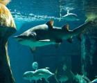 The Sealife London Aquarium